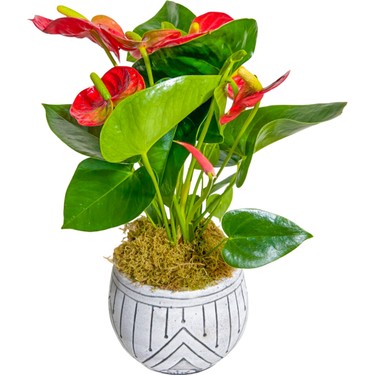 Kokedama Antoryum (Anthurium)