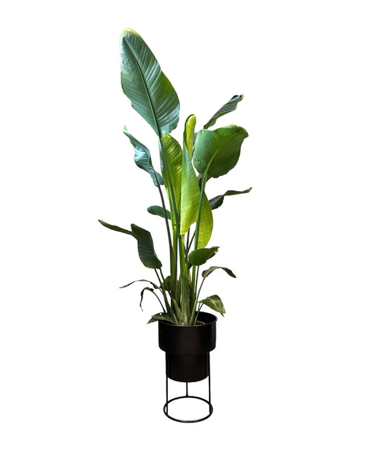 Starliçe Çiçeği - Üç Köklü Cennet Kuşu (170-190 cm)