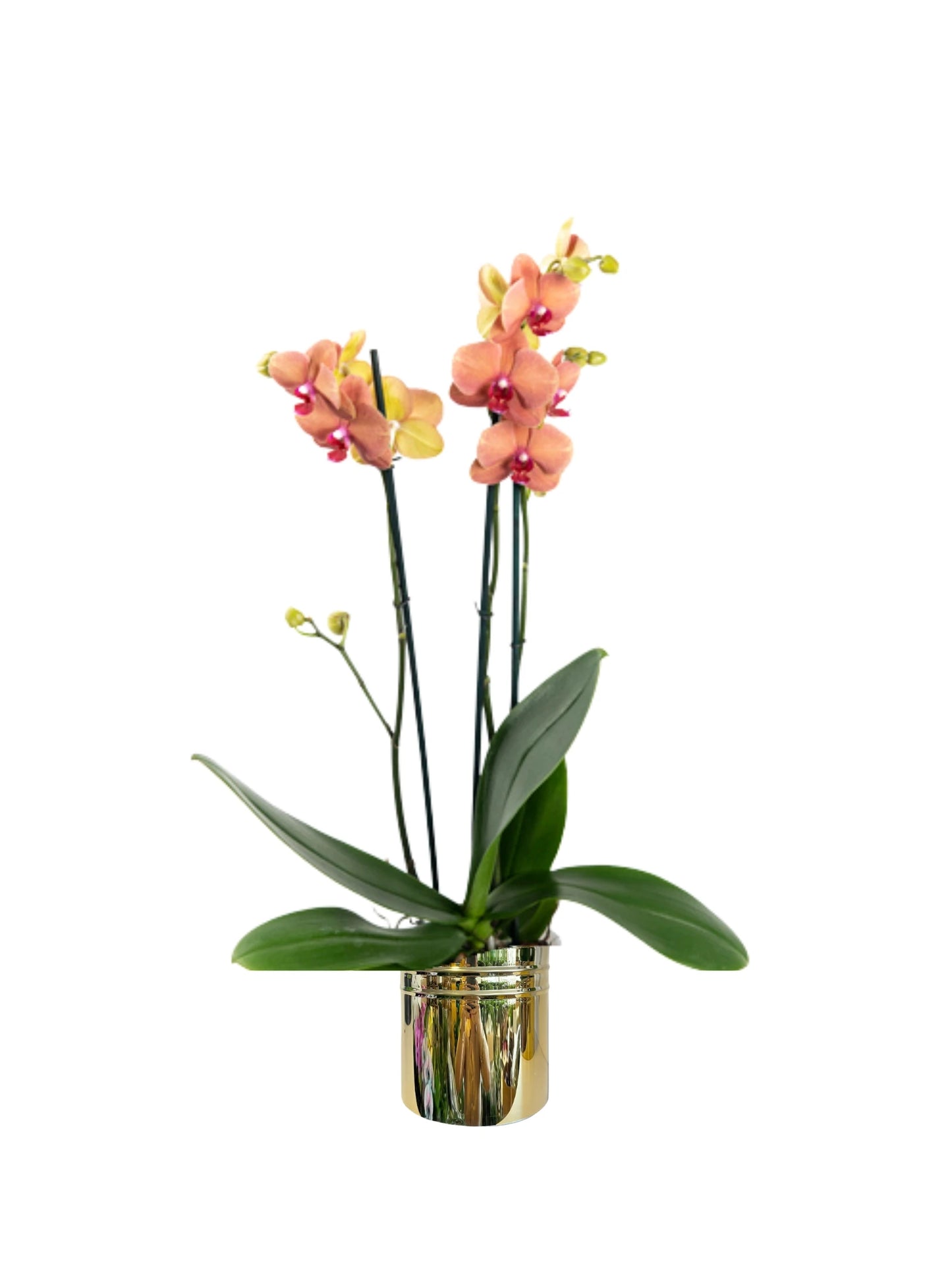 Kokedama Multi Orkide Somon