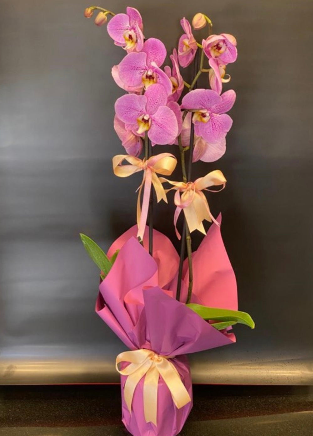 Pembe Orkide – Sakura Bloom (Premium Seri)