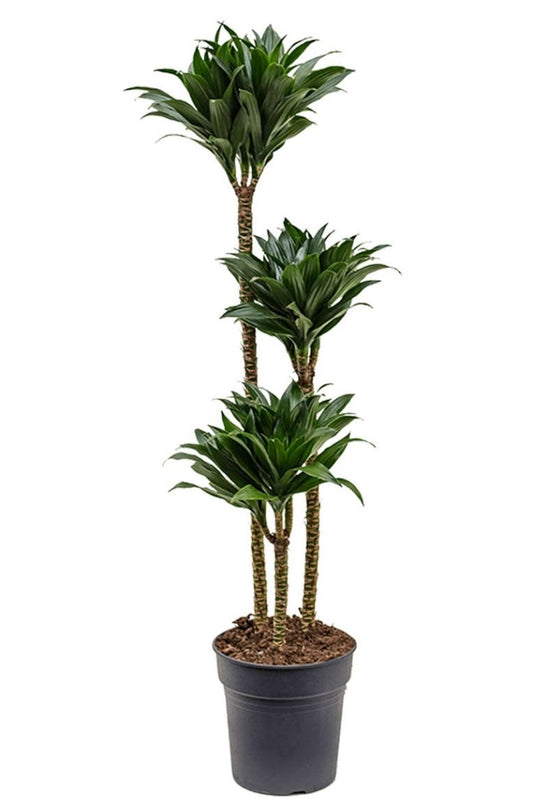 Dracaena Compacta (Çok Gövdeli) | 160-180 cm