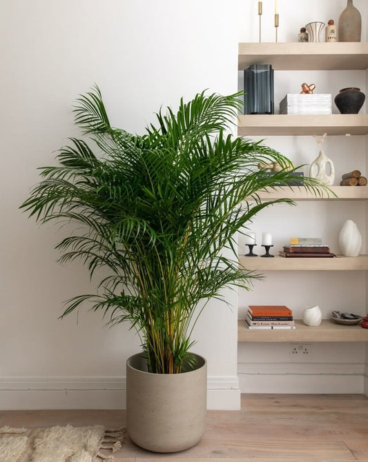 Areka Salon Palmiyesi – Dypsis Lutescens (150 cm)