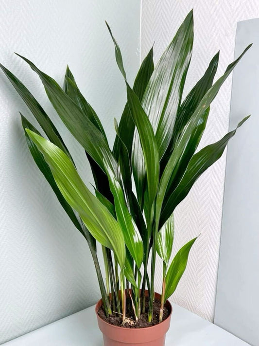 Aspidistra Elatior – Salon Yaprağı (Cast Iron Plant)