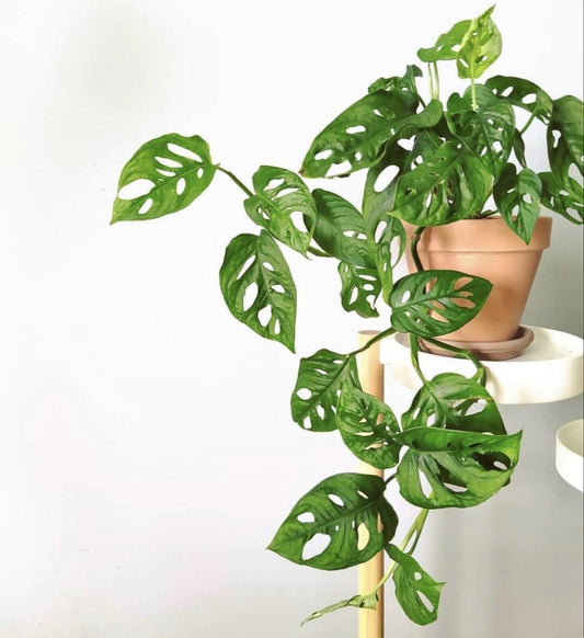 Monstera Adansonii Masa Boy (Monkey Mask)
