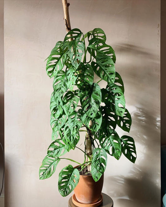 Monstera Adansonii – Monkey Monstera (100-110 cm)