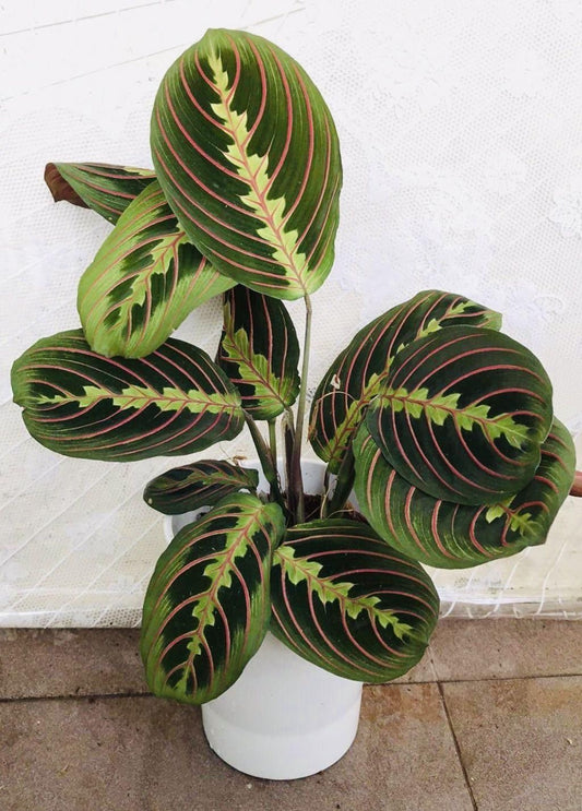 Calathea Ornata (Pinstripe Kalatya)