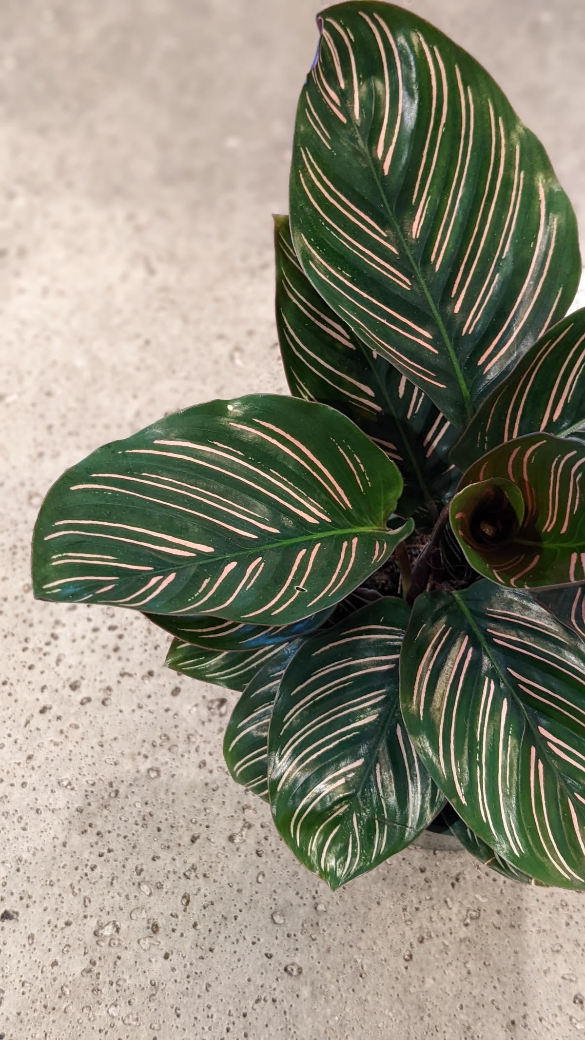 Calathea Beauty Star (Kalatya Dua Çiçeği)