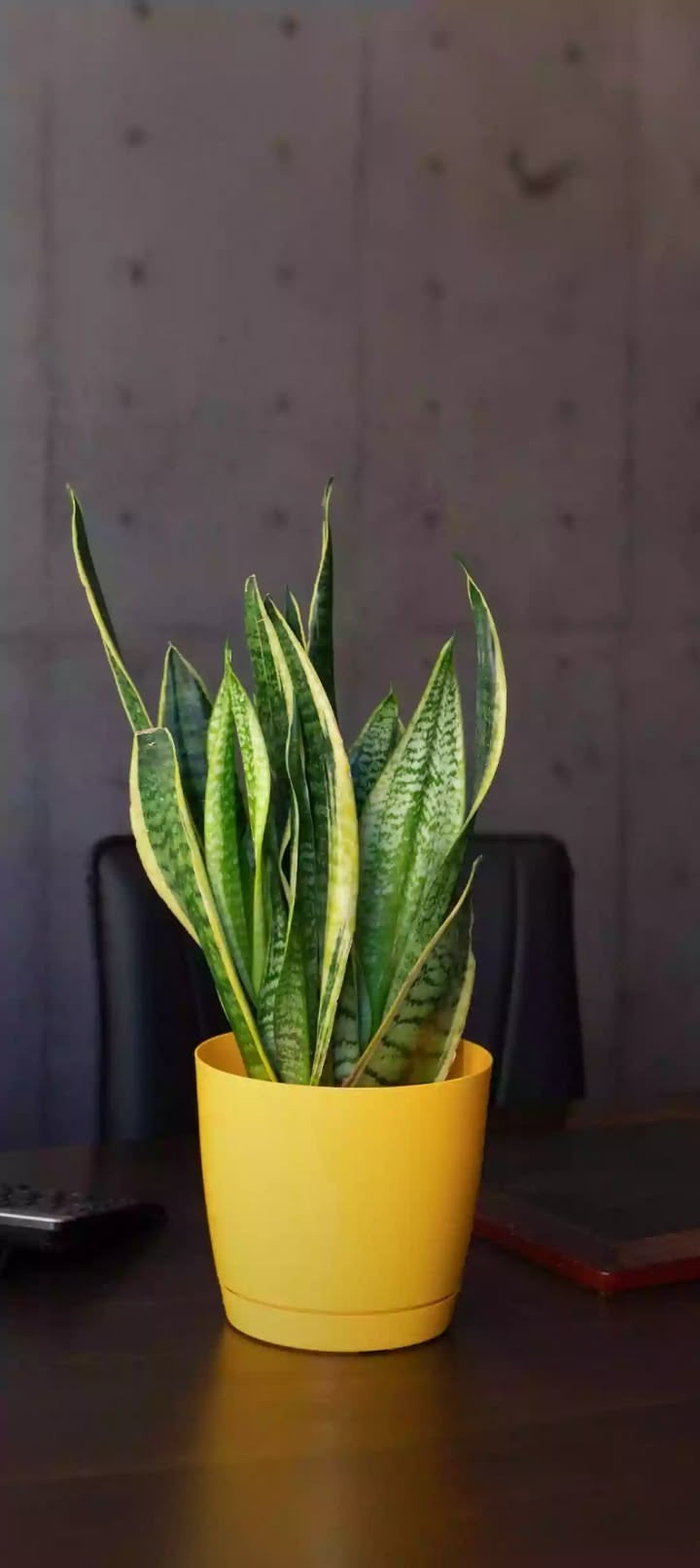 Kılıç Çiçeği Sarı-Yeşil (Sansevieria Trifasciata)