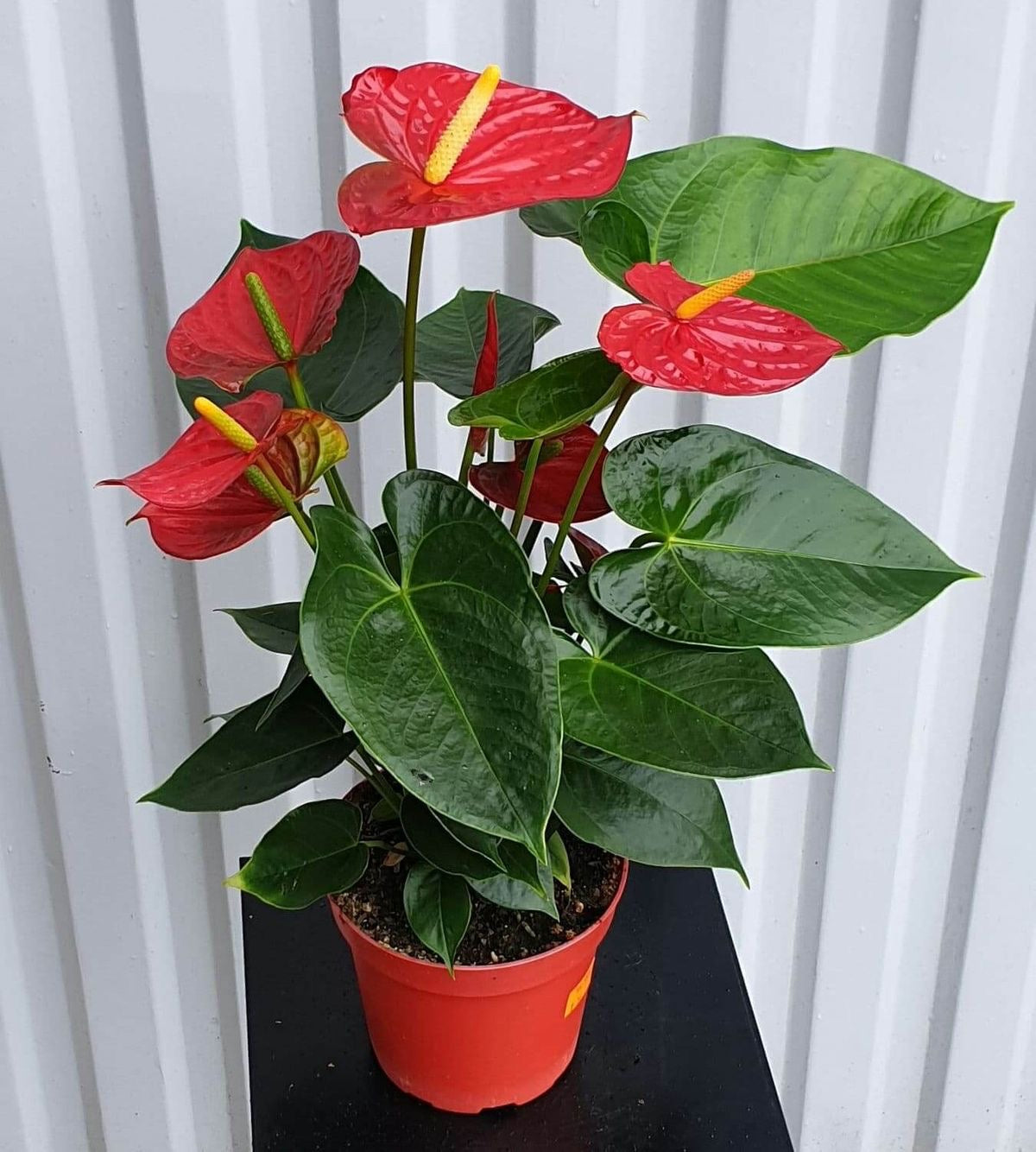 Kırmızı Antoryum (Anthurium) – (80-90 cm)