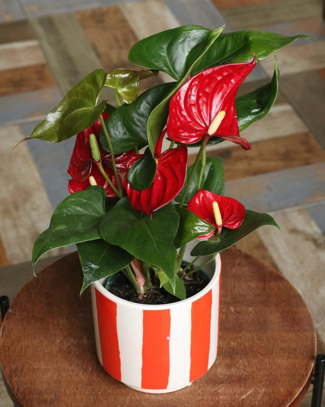 Antoryum (Anthurium) – (50-60 cm)
