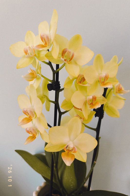 Orkide Çift Dallı Sarı (Phalaenopsis) – İthal Premium