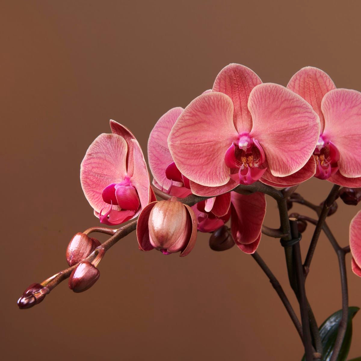 Orkide Çift Dallı Somon (Phalaenopsis) – (İthal)