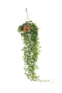 Hedera Helix – Duvar Sarmaşığı (Koyu Yeşil)