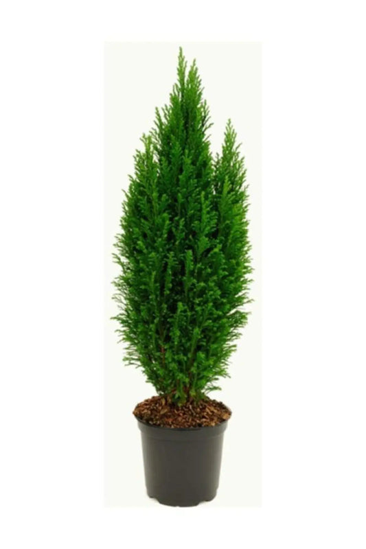 Limon Servi – Cupressus Macrocarpa Goldcrest (40-50 cm)