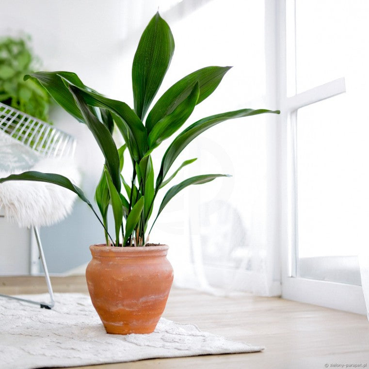 Aspidistra Elatior – Salon Yaprağı (Cast Iron Plant)