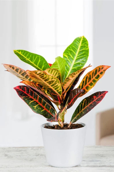 Croton Petra – Renk Karnavalı