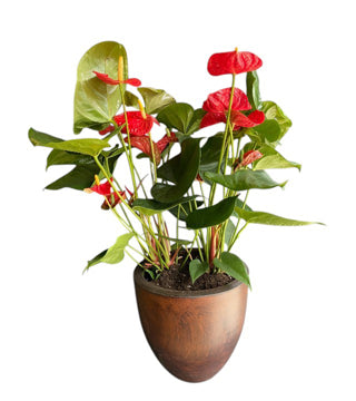 Kokedama Antoryum (Anthurium)