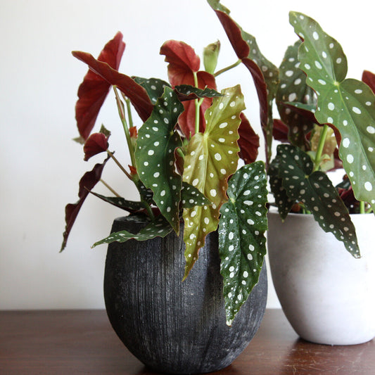 Begonya Çiçeği (Begonia Maculata)