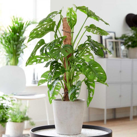 Monstera Adansonii – Monkey Monstera (100-110 cm)