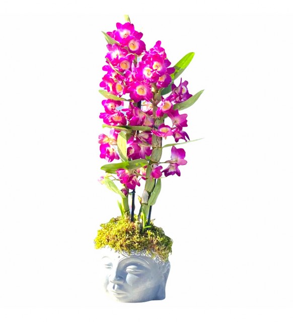 Dendrobium Orkide – Fuşya Çiçekli