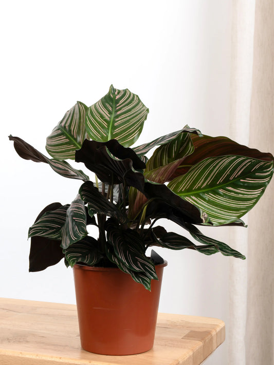 Calathea Ornata (Pinstripe Kalatya)