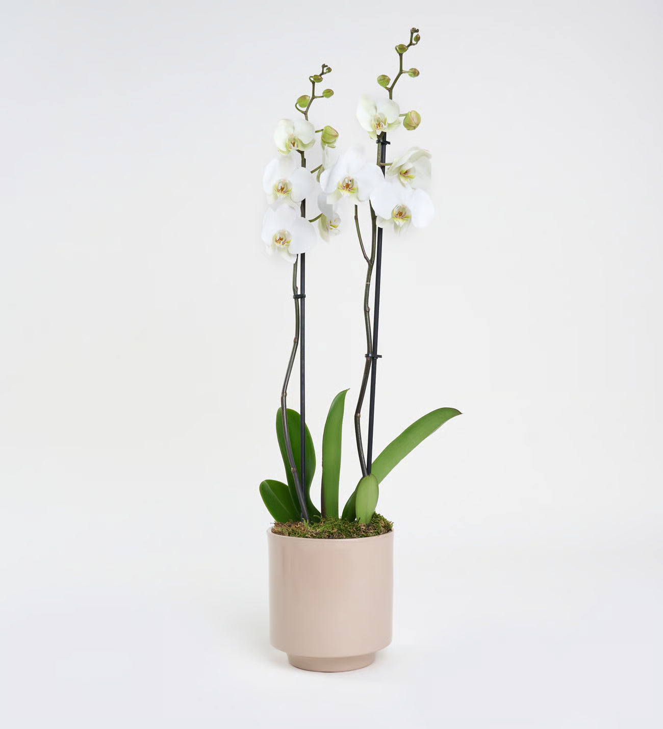 Orkide Çift Dallı Beyaz (Phalaenopsis) – İthal
