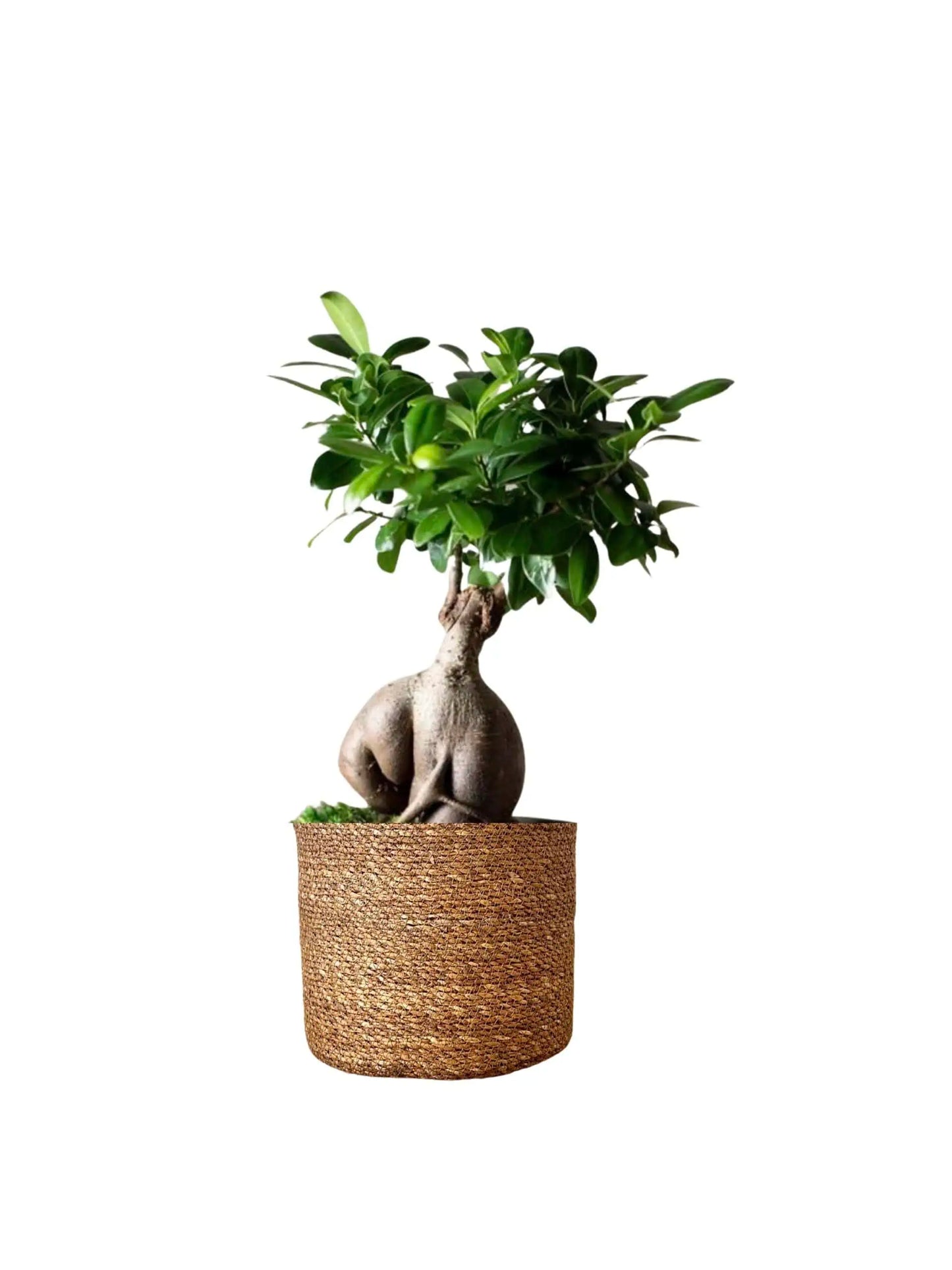 Kokedama Ficus Bonsai Ginseng – Masa Boy