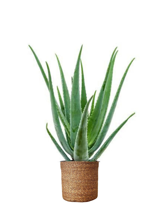Aloe Vera Barbadensis – Masa Boy