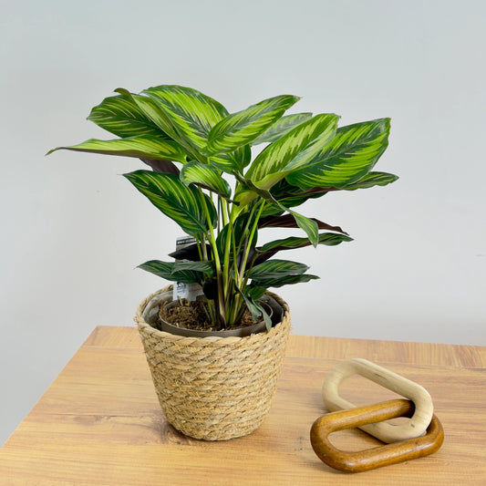Calathea Beauty Star (Kalatya Dua Çiçeği)