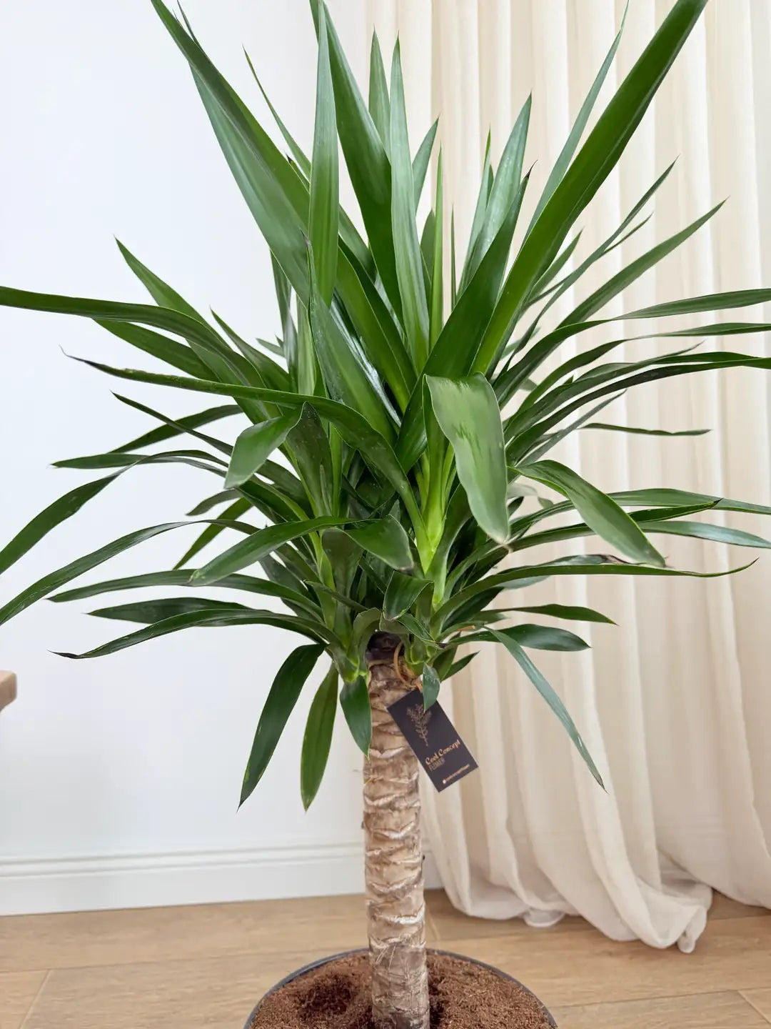 Anaç Yuka (Yucca Elephantipes) | 110–120 cm