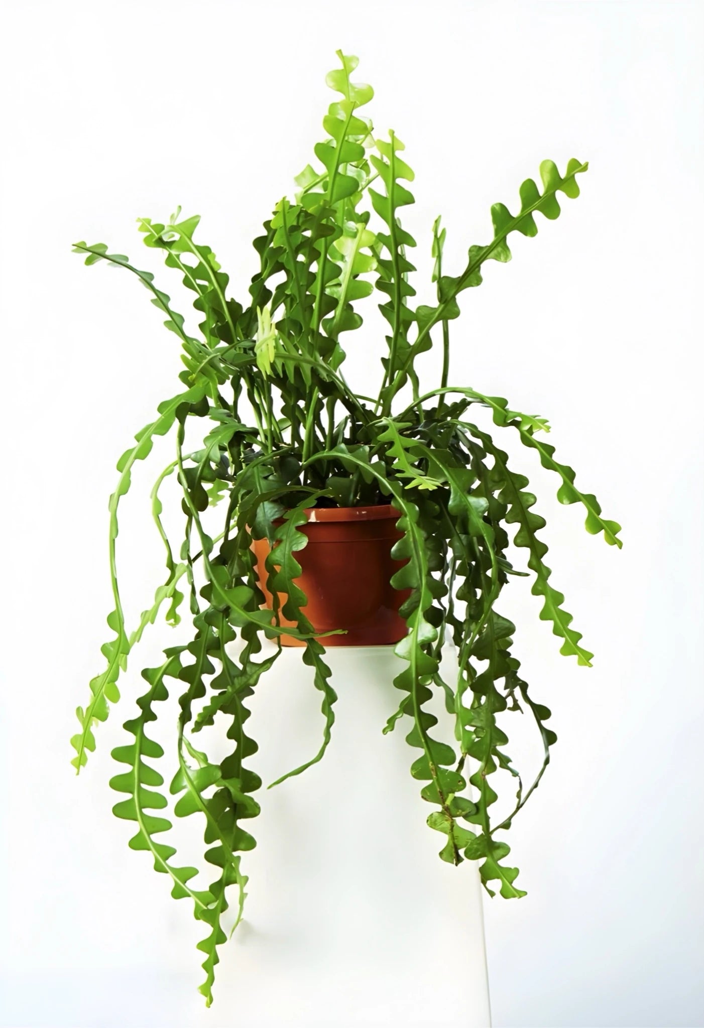Askılı Zig Zag Kaktüs (Fishbone Cactus)