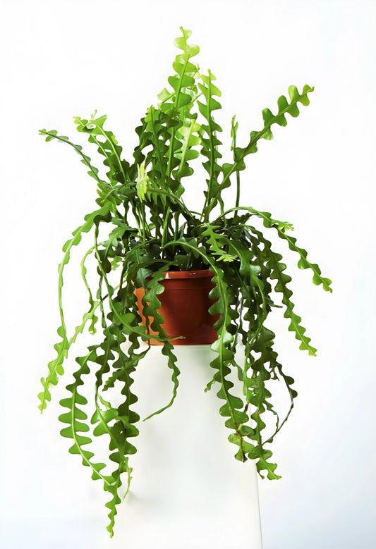 Askılı Zig Zag Kaktüs (Fishbone Cactus)
