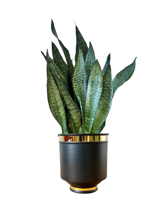 Kılıç Çiçeği Koyu Yeşil Masa Boy (Sansevieria Zeylanica)
