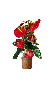 Antoryum (Anthurium) – (50-60 cm)