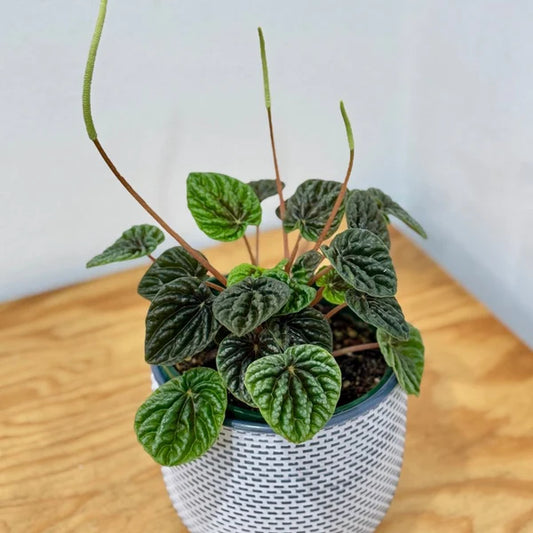 Peperomia – Modern Masa Boy Serisi