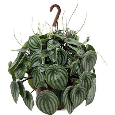 Peperomia Watermelon (Karpuz Peperomia)