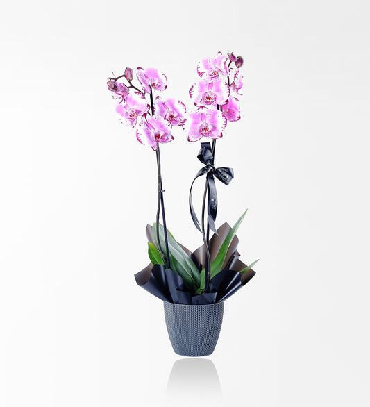 Pembe Orkide – Sakura Bloom (Premium Seri)