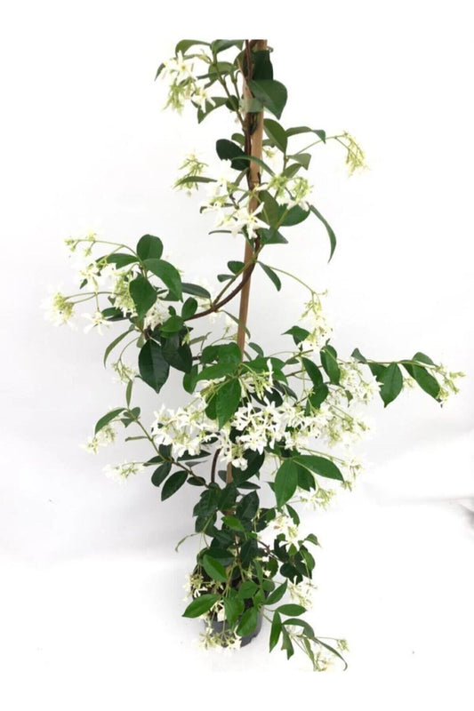 Yasemin Çiçeği – Jasmin Estrella (100-120 cm)