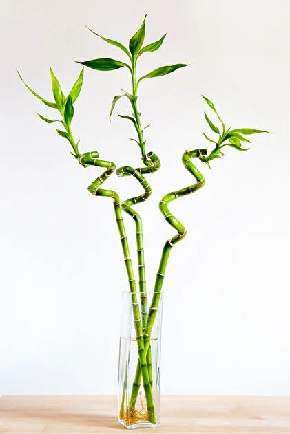 Üçlü Şans Bambusu Seti – Dekoratif Lucky Bamboo Tasarımı (50-60 cm)