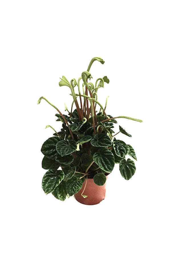 Peperomia – Modern Masa Boy Serisi