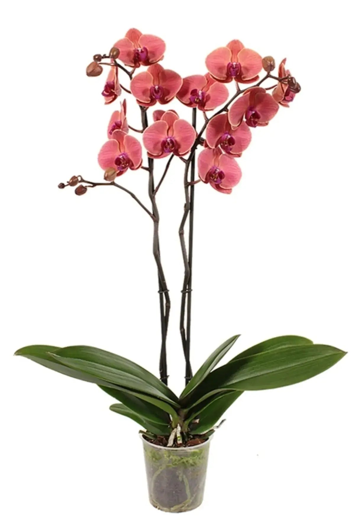 Orkide Çift Dallı Somon (Phalaenopsis) – (İthal)
