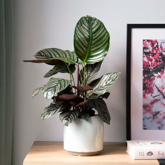 Calathea Ornata (Pinstripe Kalatya)