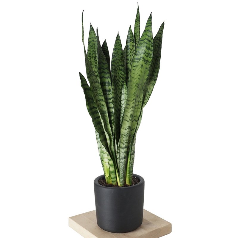 Kılıç Çiçeği Koyu Yeşil Masa Boy (Sansevieria Zeylanica)