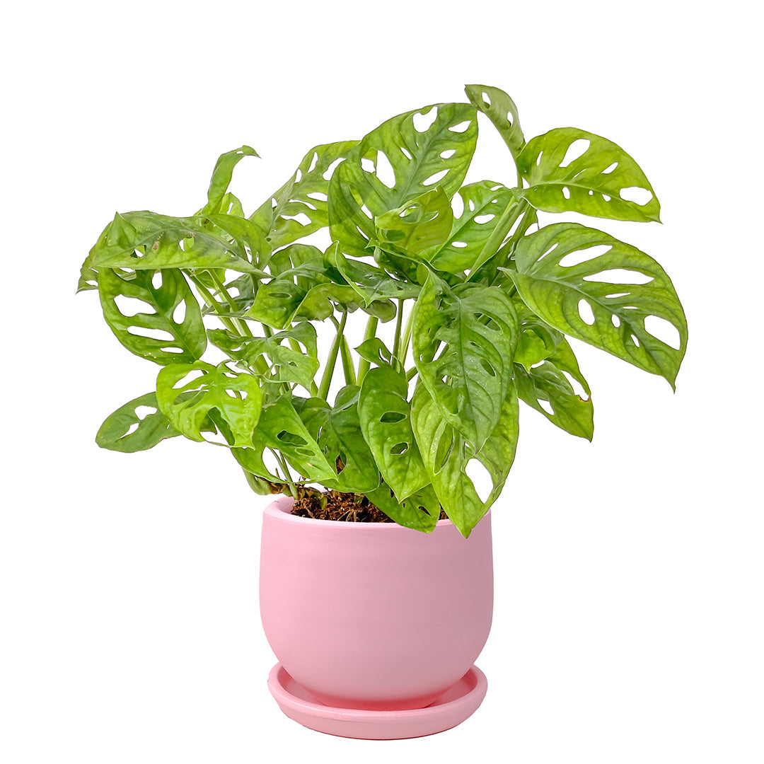 Monstera Adansonii Masa Boy (Monkey Mask)