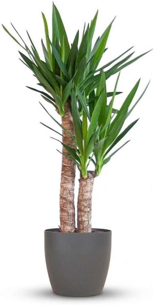 Anaç Yuka (Yucca Elephantipes) | Premium Seçki