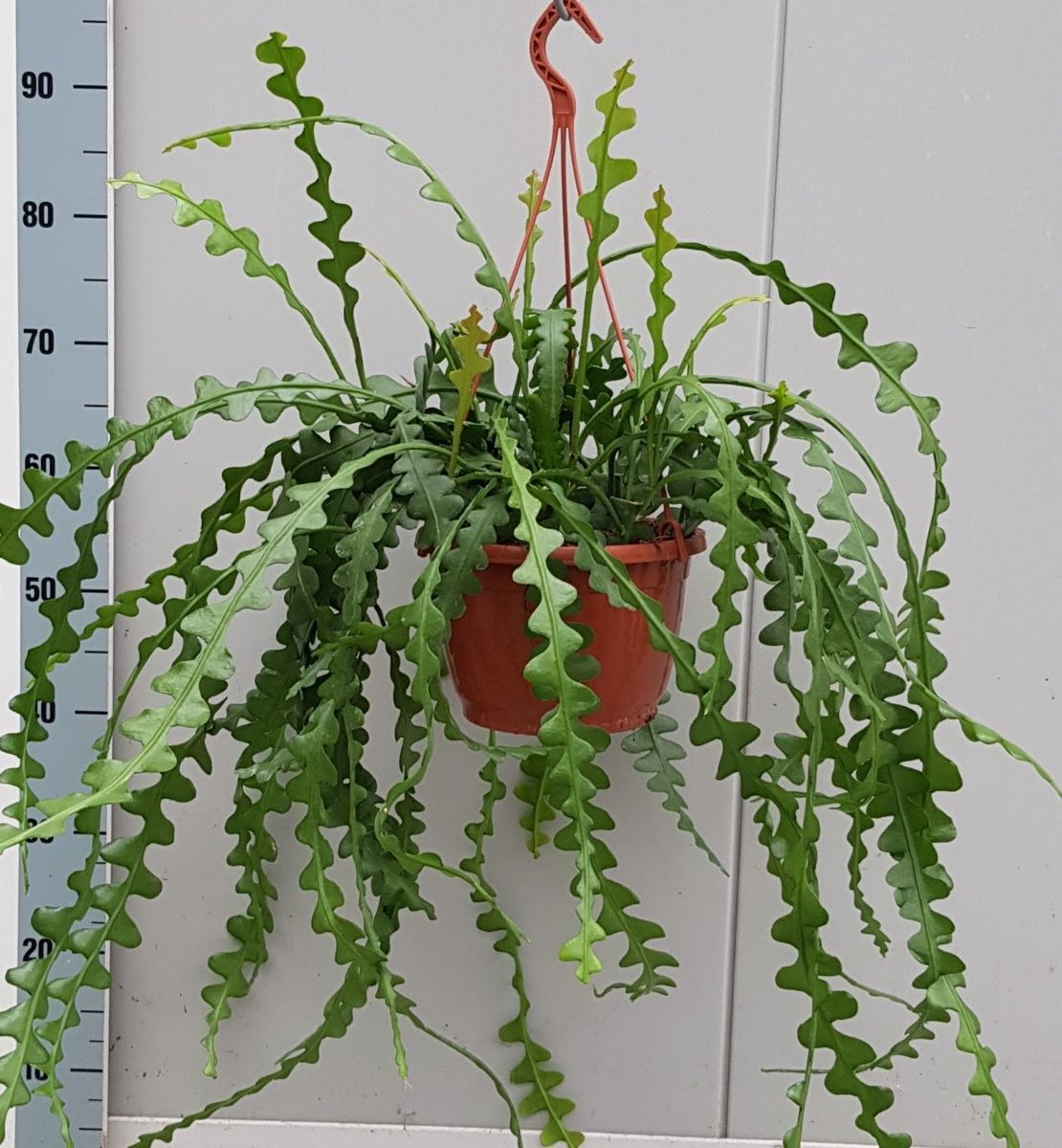 Askılı Zig Zag Kaktüs (Fishbone Cactus)