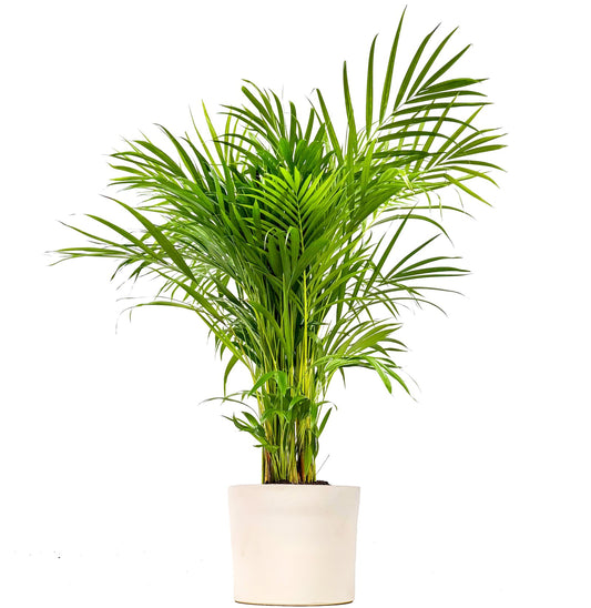 Areka Salon Palmiyesi – Dypsis Lutescens (150 cm)