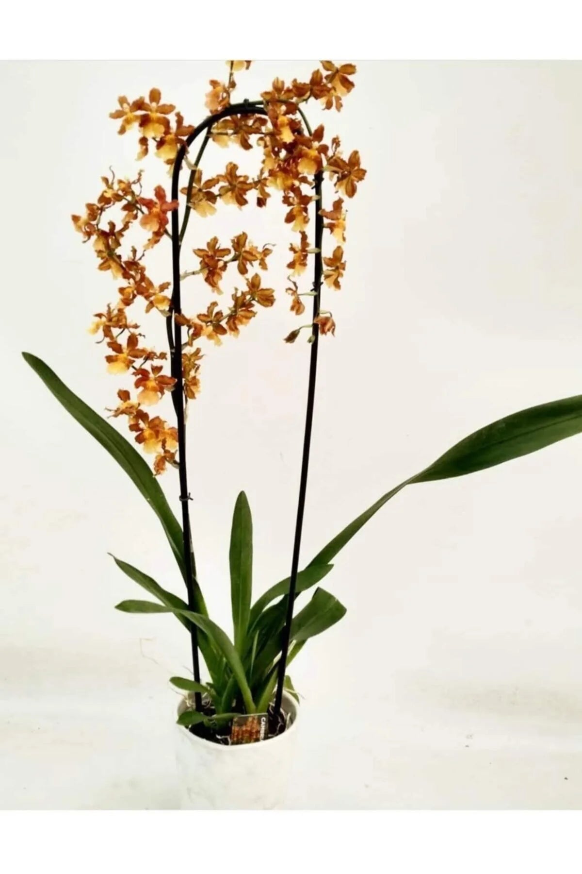Nadir Cambria (Oncidium) Orkide – Turuncu Bakır Tonlu
