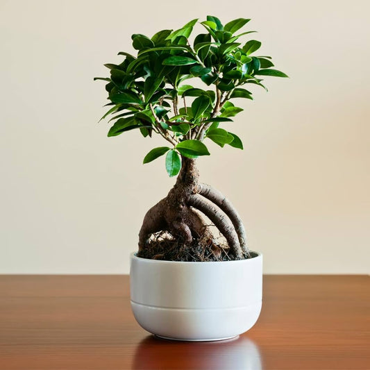 Kokedama Ficus Bonsai Ginseng – Masa Boy