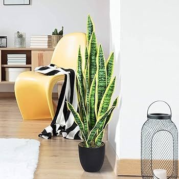 Kılıç Çiçeği Sarı-Yeşil – XL Seri (110-120 cm)
